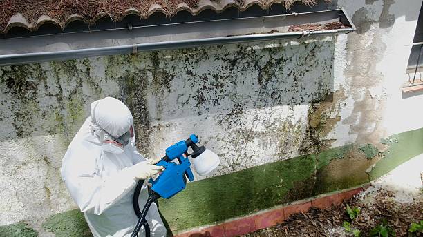 Trusted Mold Testing service in Stevensville, MI - Cheap Mold Removal
